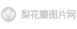 梨花瓣图片