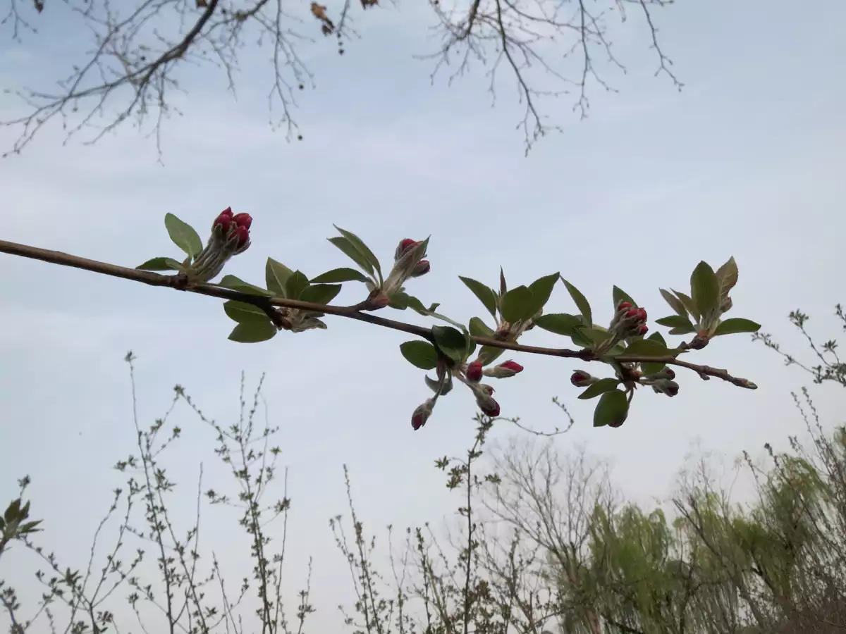 从下向上拍那花又象一些飞鸟