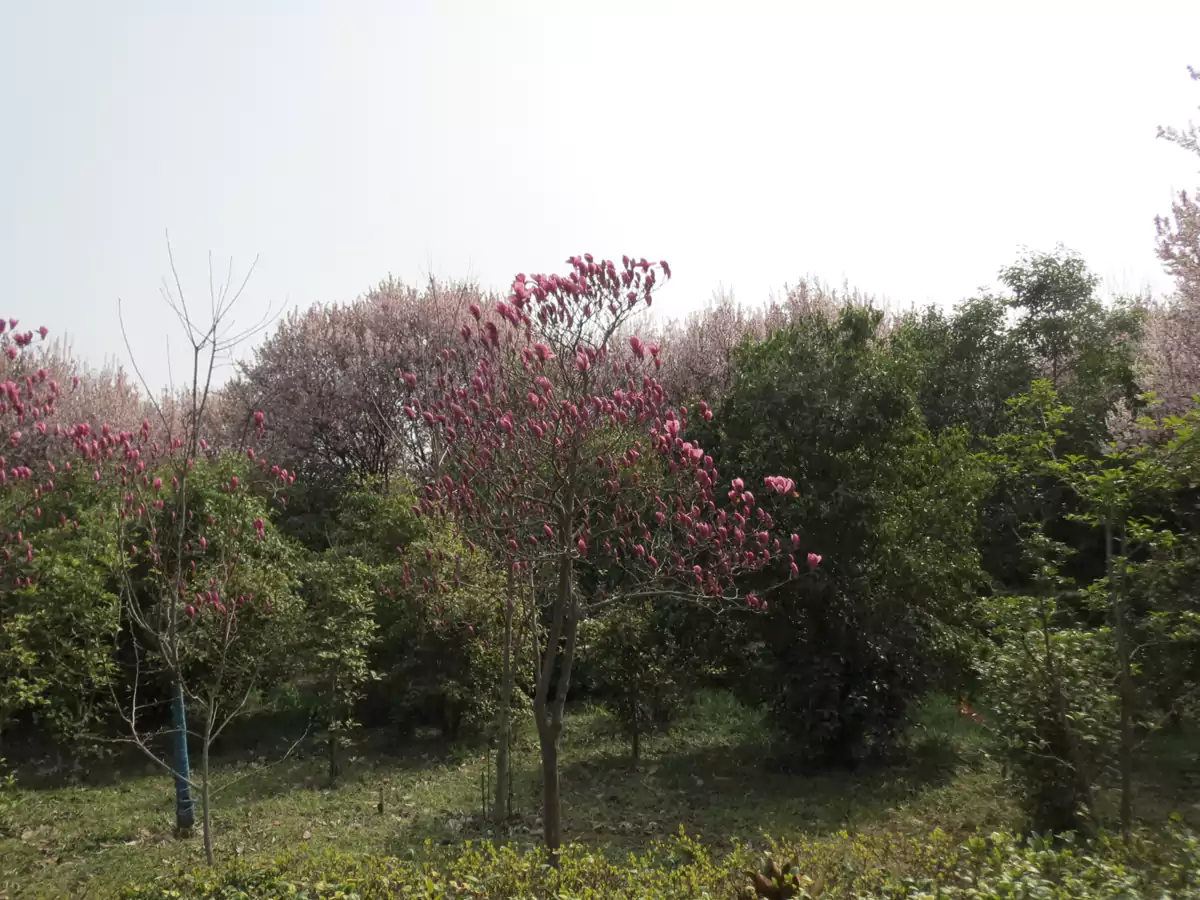 在杂树木里的玉兰花