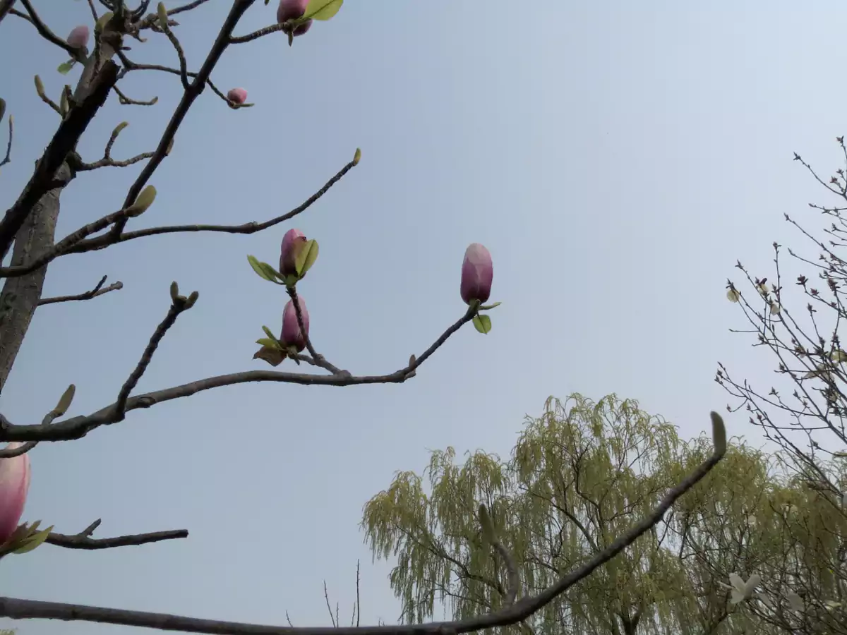 即将开放的玉兰花