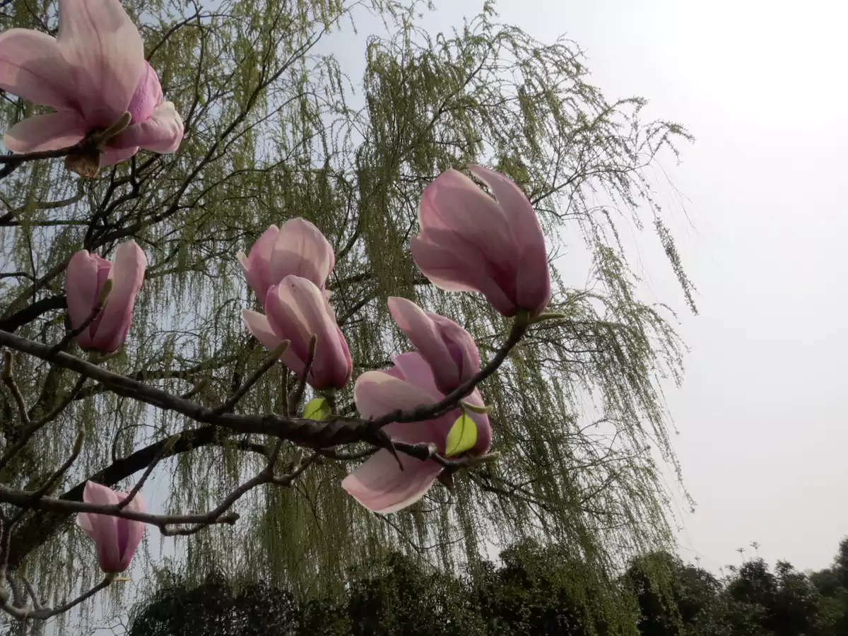 已经开放了的玉兰花