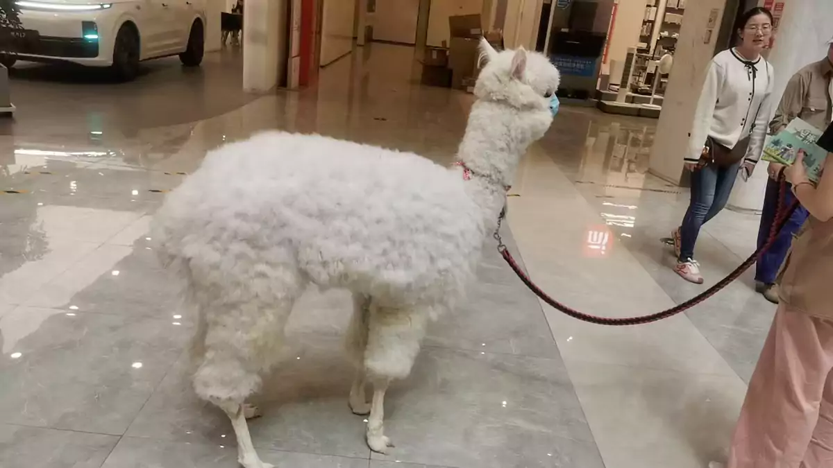 洛阳丹尼斯大卫天地8楼的羊驼