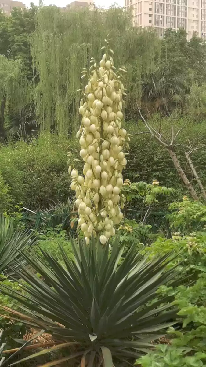 咏凤尾丝兰当天拍摄
